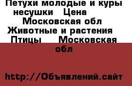 Петухи молодые и куры-несушки › Цена ­ 400 - Московская обл. Животные и растения » Птицы   . Московская обл.